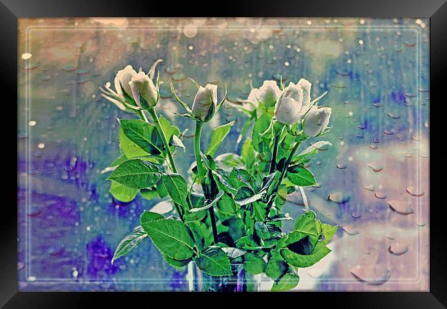  White Roses!! Framed Print by Nadeesha Jayamanne
