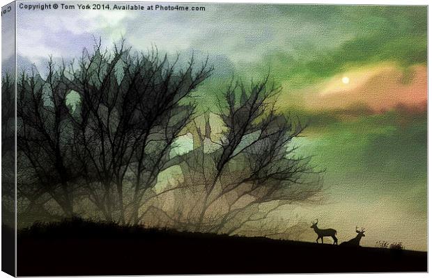 Alone On A Hill Canvas Print by Tom York
