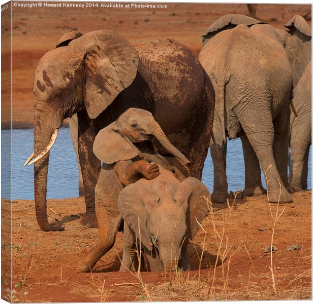 Baby Elephants playing Canvas Print by Howard Kennedy