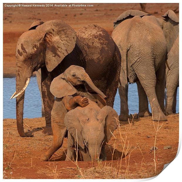 Baby Elephants playing Print by Howard Kennedy
