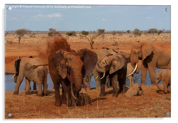 Elephant dust bathing Acrylic by Howard Kennedy