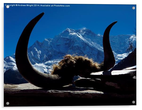  Yak Skull, Ghyaru, Nepal Acrylic by Andrew Wright