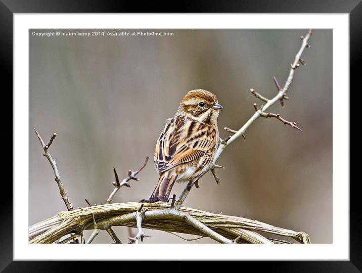  Female Reed Bunting Framed Mounted Print by Martin Kemp Wildlife