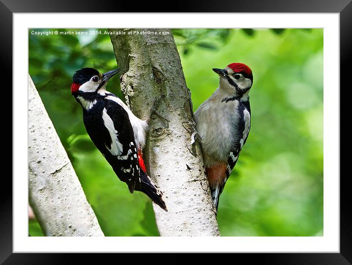  Father And Son Framed Mounted Print by Martin Kemp Wildlife