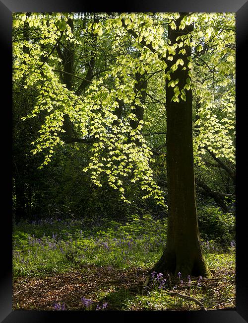  Shimmering Beech leaves in May Woodland Framed Print by Elizabeth Debenham