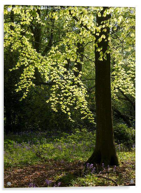  Shimmering Beech leaves in May Woodland Acrylic by Elizabeth Debenham