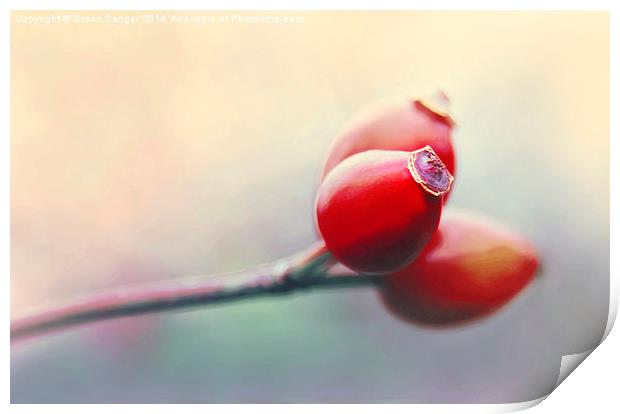  Rose hip at sunset Print by Susan Sanger