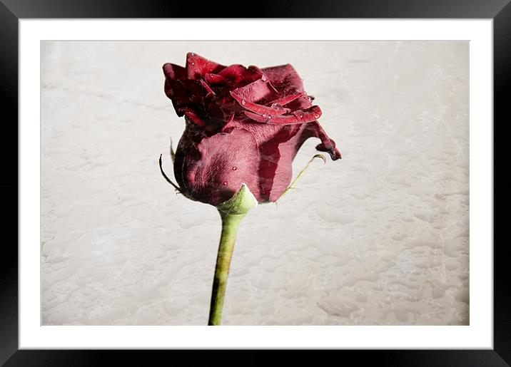 Delicate Framed Mounted Print by Darren Smith