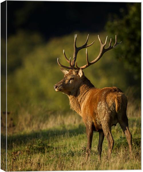  Eastnor Stag Canvas Print by Sue Dudley