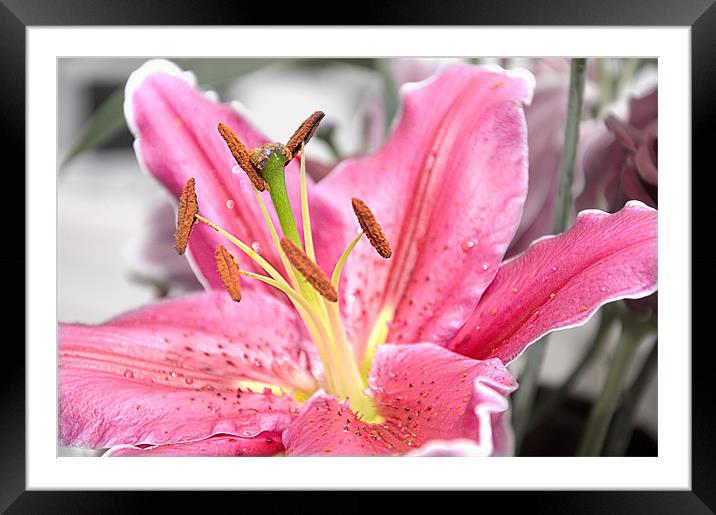 Pink Lily Framed Mounted Print by Darren Smith