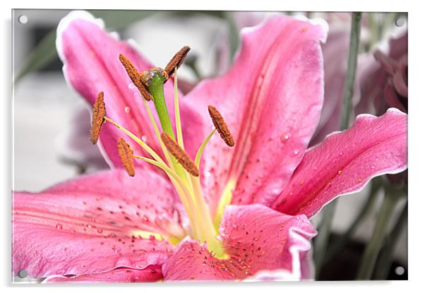 Pink Lily Acrylic by Darren Smith