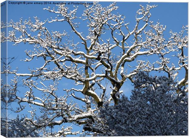  Branching Out In the Snow Canvas Print by Jane Emery