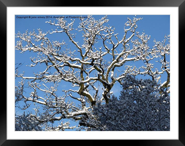  Branching Out In the Snow Framed Mounted Print by Jane Emery