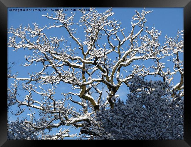  Branching Out In the Snow Framed Print by Jane Emery