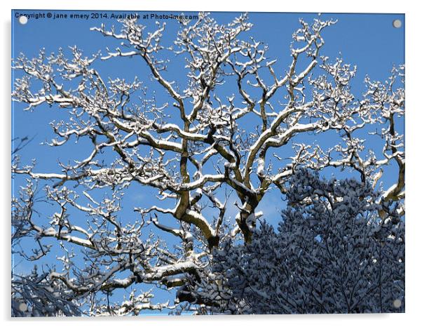  Branching Out In the Snow Acrylic by Jane Emery