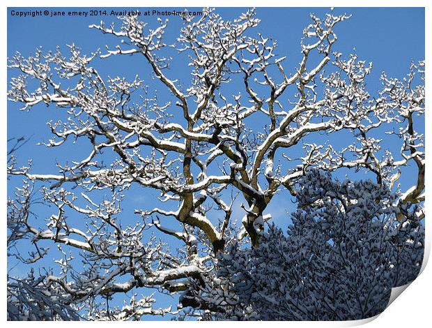  Branching Out In the Snow Print by Jane Emery