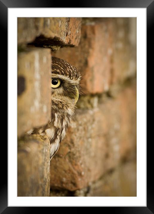  Peepo! Framed Mounted Print by Sue Dudley