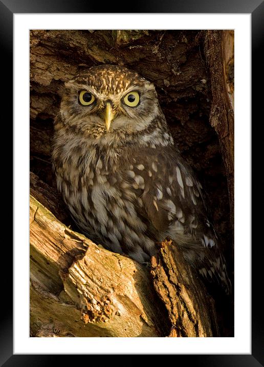  Little Owl in Tree Framed Mounted Print by Sue Dudley