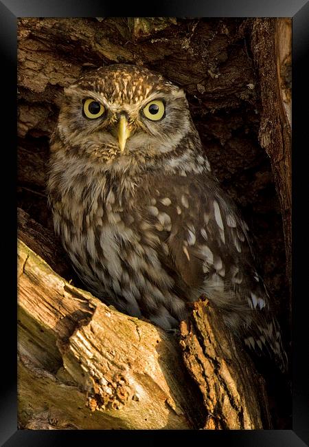  Little Owl in Tree Framed Print by Sue Dudley