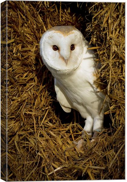  Barn Owl in Straw Canvas Print by Sue Dudley