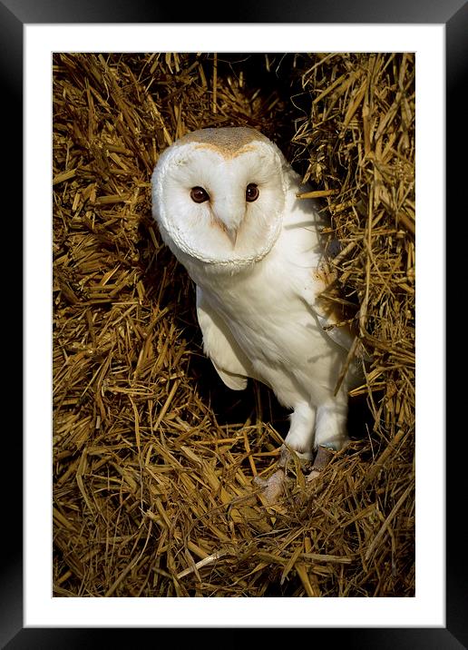  Barn Owl in Straw Framed Mounted Print by Sue Dudley