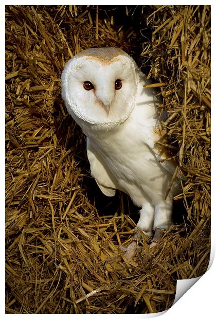  Barn Owl in Straw Print by Sue Dudley