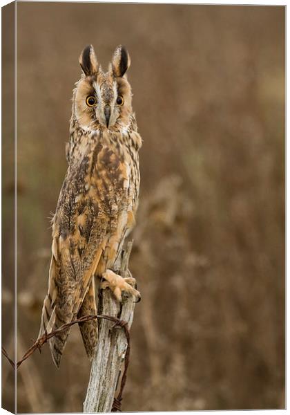  Long Eared Owl Canvas Print by Sue Dudley