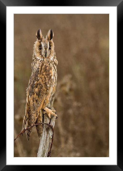  Long Eared Owl Framed Mounted Print by Sue Dudley