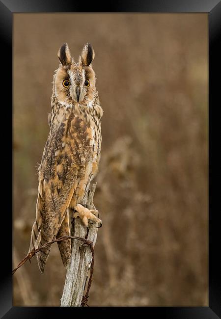  Long Eared Owl Framed Print by Sue Dudley