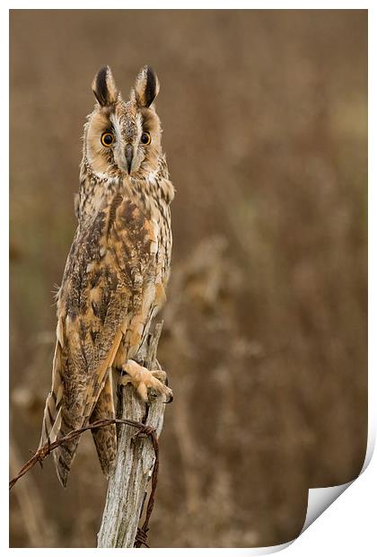  Long Eared Owl Print by Sue Dudley