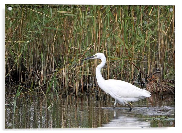 Little Egret  Acrylic by Martin Kemp Wildlife