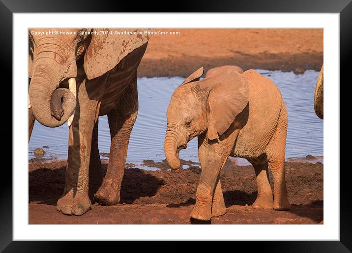 Baby Elephant Framed Mounted Print by Howard Kennedy