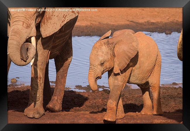 Baby Elephant Framed Print by Howard Kennedy
