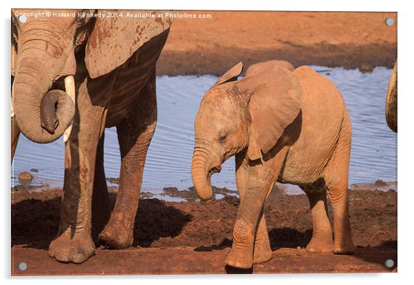 Baby Elephant Acrylic by Howard Kennedy
