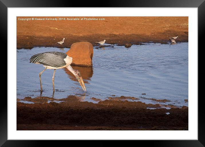 Maribou Stork hunting Framed Mounted Print by Howard Kennedy