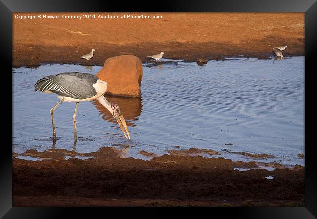 Maribou Stork hunting Framed Print by Howard Kennedy