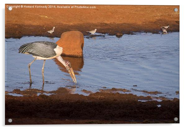 Maribou Stork hunting Acrylic by Howard Kennedy