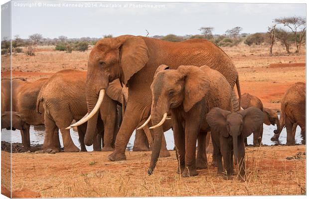 Small, Medium and Large Elephants Canvas Print by Howard Kennedy