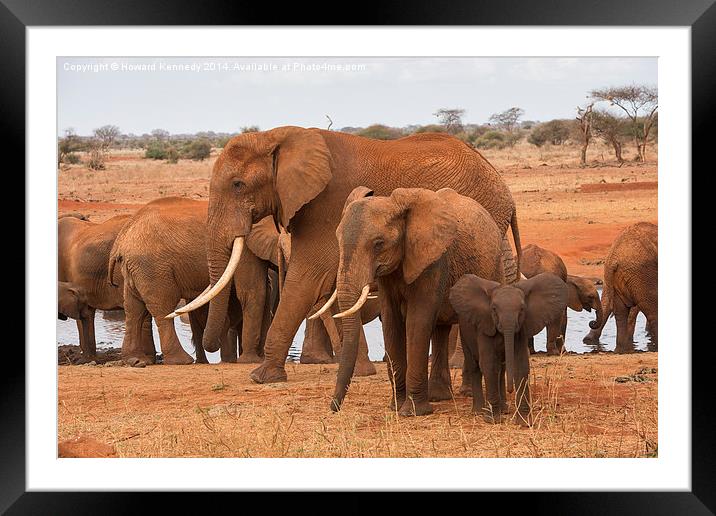 Small, Medium and Large Elephants Framed Mounted Print by Howard Kennedy