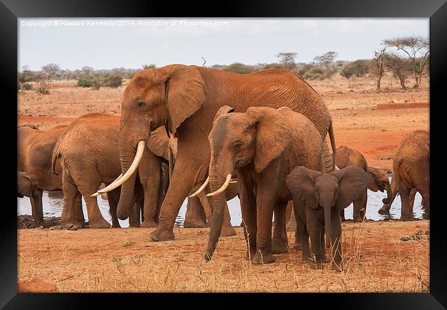 Small, Medium and Large Elephants Framed Print by Howard Kennedy