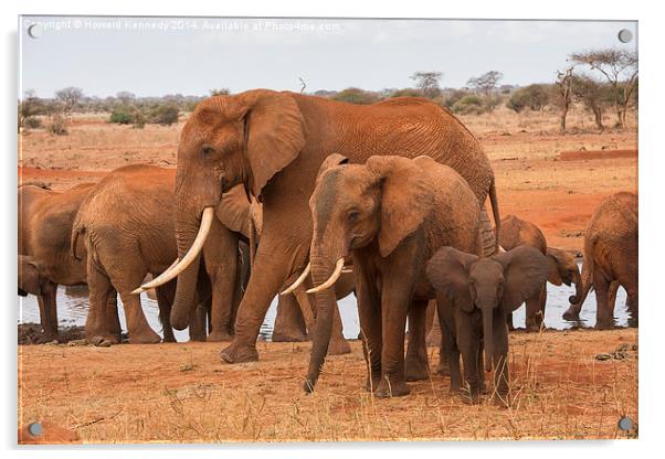 Small, Medium and Large Elephants Acrylic by Howard Kennedy