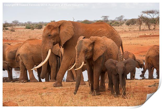 Small, Medium and Large Elephants Print by Howard Kennedy