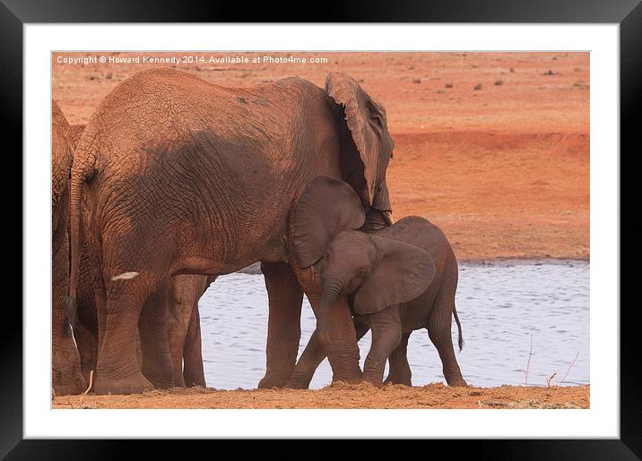 Baby Elephant playing with Mum Framed Mounted Print by Howard Kennedy