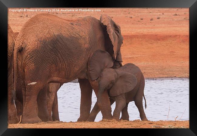 Baby Elephant playing with Mum Framed Print by Howard Kennedy