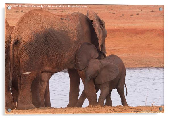 Baby Elephant playing with Mum Acrylic by Howard Kennedy