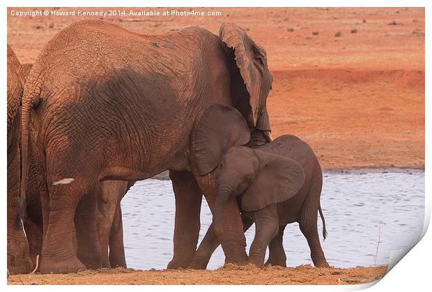 Baby Elephant playing with Mum Print by Howard Kennedy