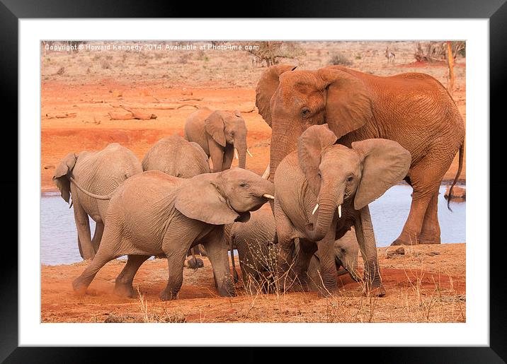 Young Elephants arguing Framed Mounted Print by Howard Kennedy