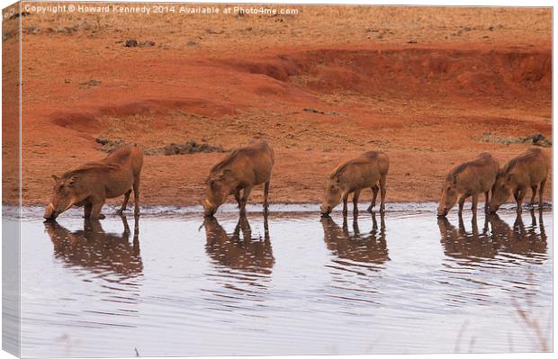 Warthog Reflections Canvas Print by Howard Kennedy