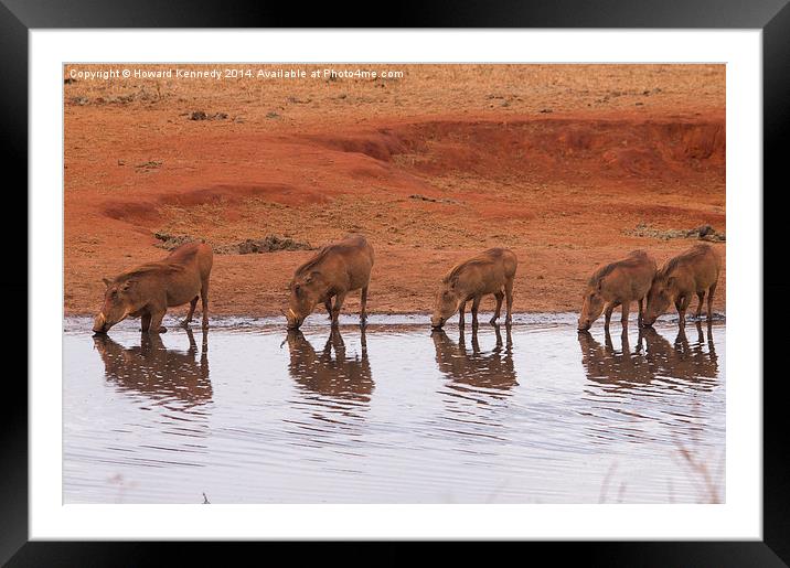 Warthog Reflections Framed Mounted Print by Howard Kennedy