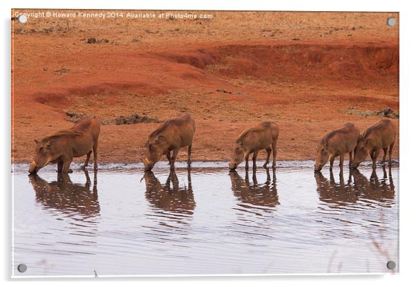 Warthog Reflections Acrylic by Howard Kennedy